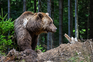 Bear in forest