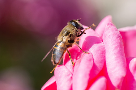 Eristalis tenax is a hoverfly, also, an Animal Photo by AlexBush
