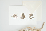 ENTOMOLOGY. Insects Vintage Pack., a Decorative Illustration by Chewie Co (Thumbnail 10 of 11)
