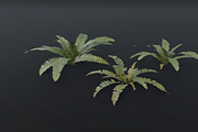 A realistic 3D fern, a Plants & Tree 3D Model by FuturePastCreatives (Thumbnail 2 of 4)