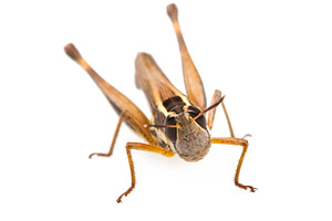 Grasshopper, an Animal Photo by THP Creative
