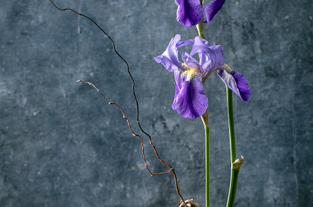 Spring ikebana with irises flowers, a Nature Photo by Natasha Breen