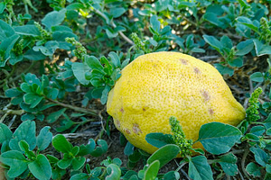 Ripe lemon on the grass, a Food & Drink Photo by DanFLCreativo
