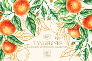 Tangerines Watercolor collection, a Decorative Illustration by SashaKondr (Thumbnail 1 of 14)