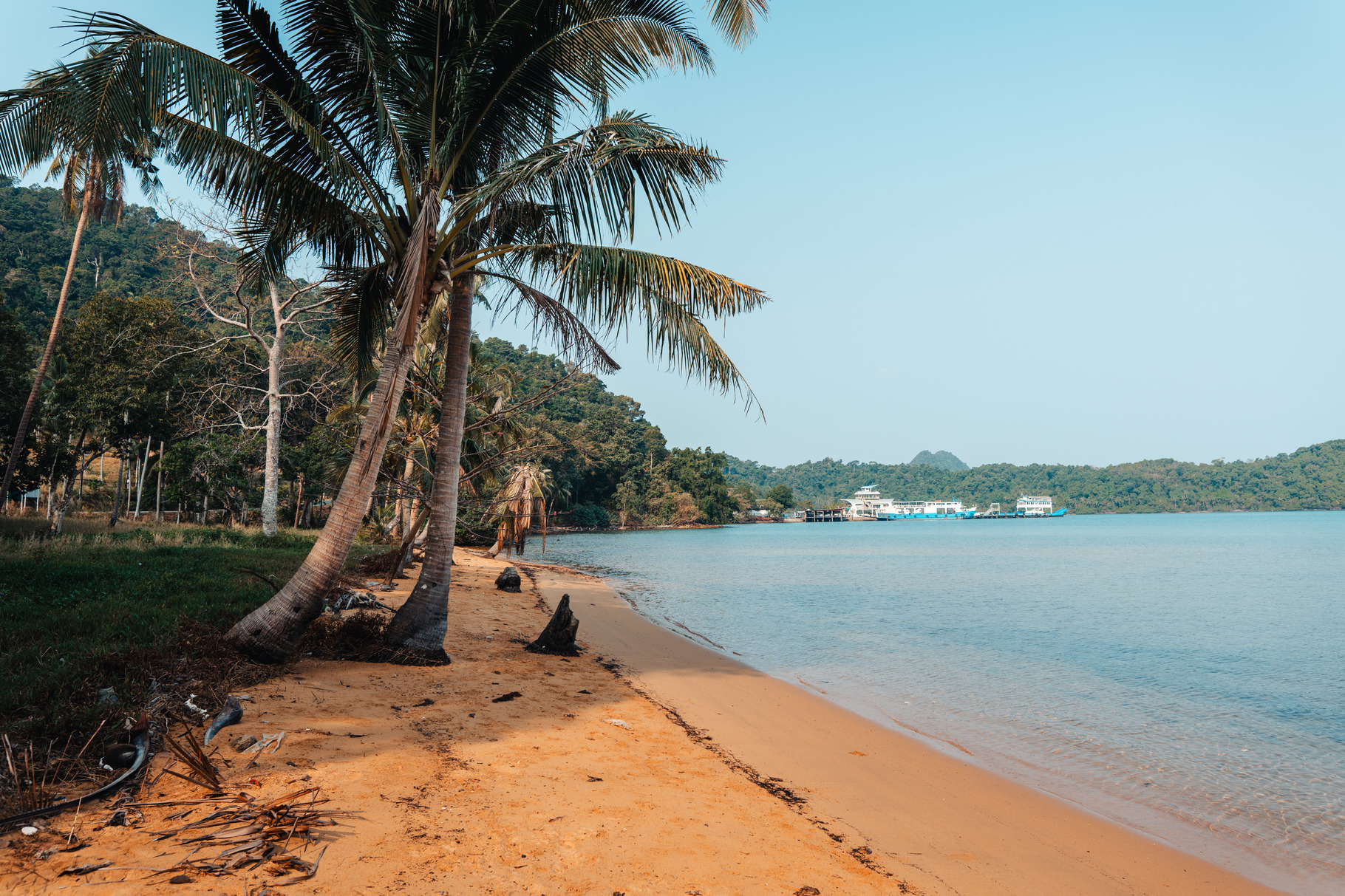 Coconut trees on the beach on the island, a Nature Photo by Art Rachen