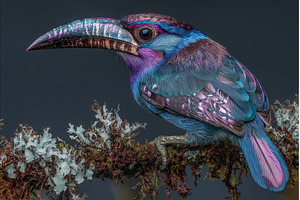 The image shows a close-up of a Red, an Animal Photo by ZinetroN