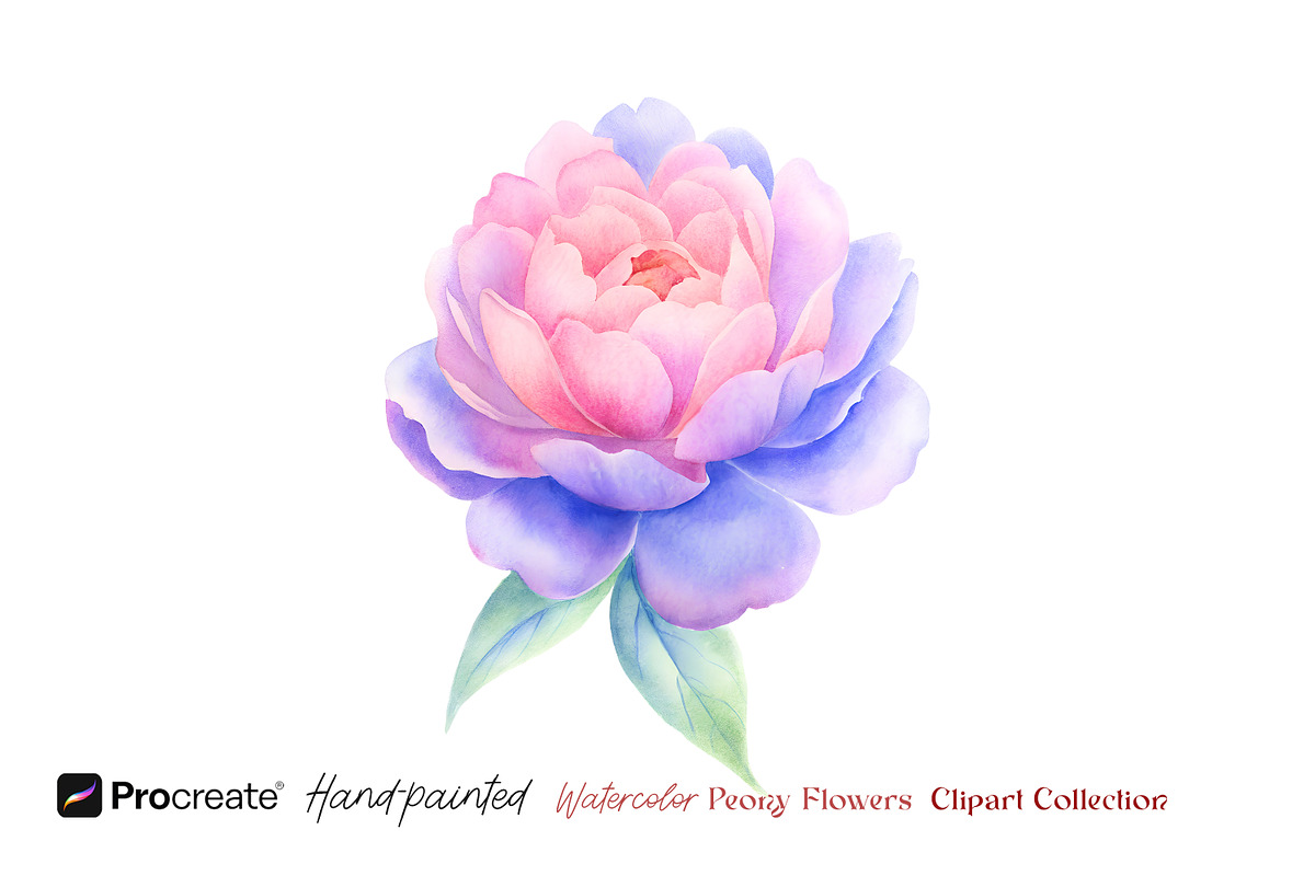 Watercolor Peony Flowers Clipart, an Object Illustration by crafty (Photo 5 of 10)