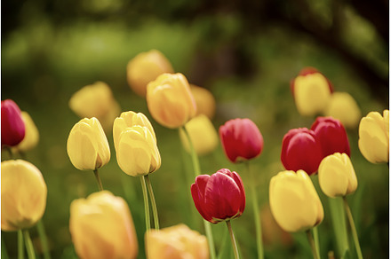 Yellow and red flowers, a Nature Photo by Nature and travel