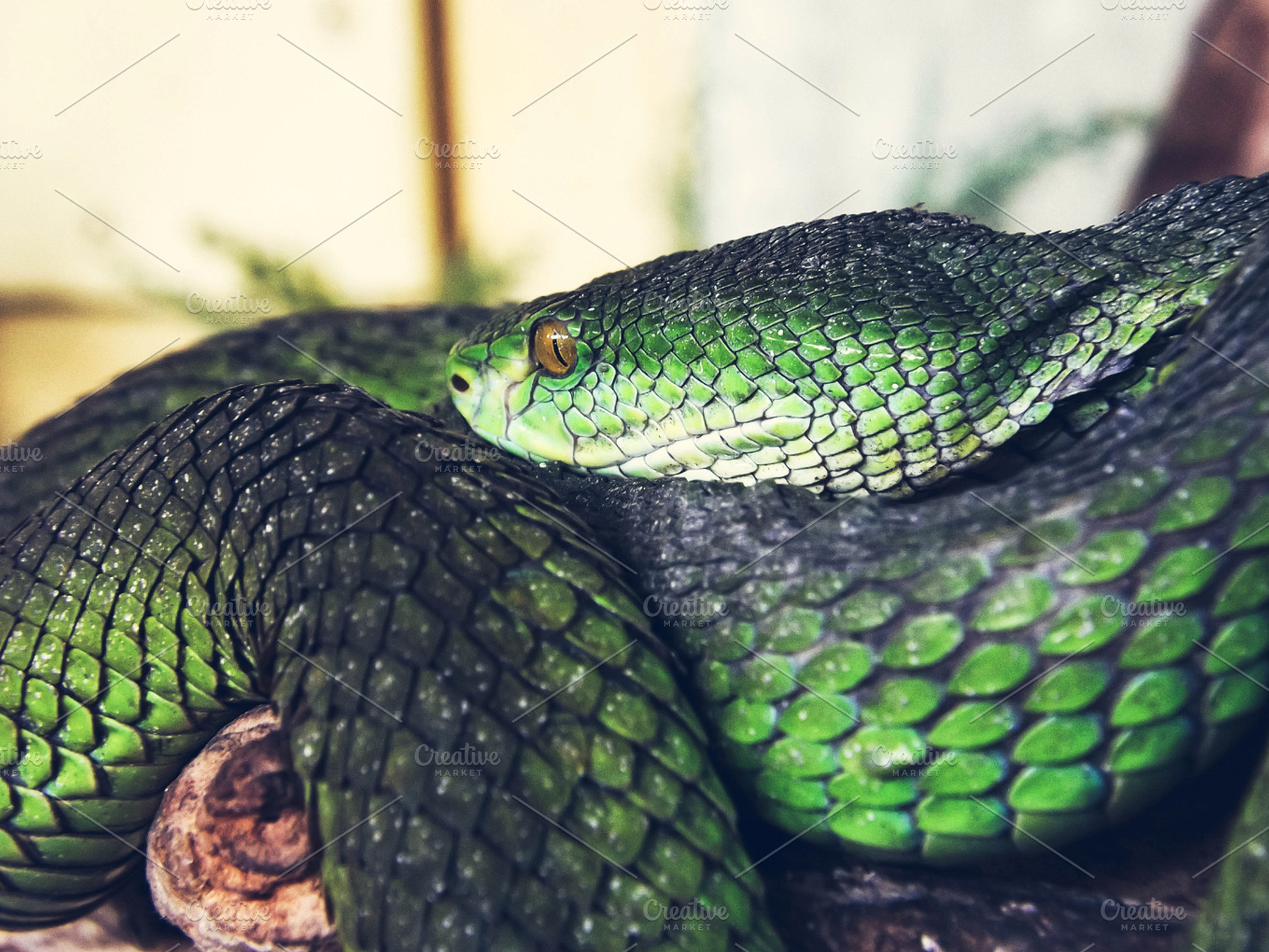 Green snake containing reptile, snake, and serpent, an Animal Photo by alyaphotoworks