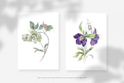 Hellebore. Pencil and watercolor, an Illustration by Tilling (Thumbnail 3 of 6)