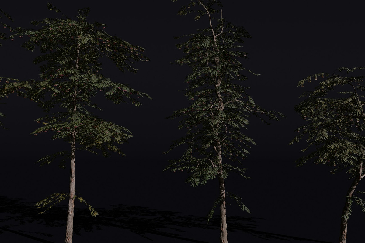 The Red Cherry Tree, a Plants & Tree 3D Model by FuturePastCreatives (Photo 3 of 7)