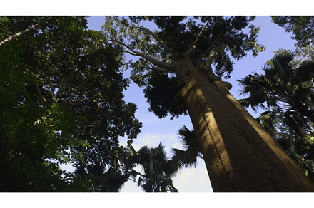 Beautiful trees in tropical park on, a Nature Photo by Media Whale Stock