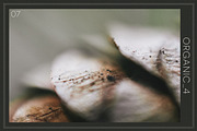 Organic 4 | 20 Botanical Photos, a Nature Photo by Melanie Helena (Thumbnail 8 of 21)