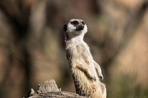 Meerkat on guard atop a log with a b, a Photo by Perpis