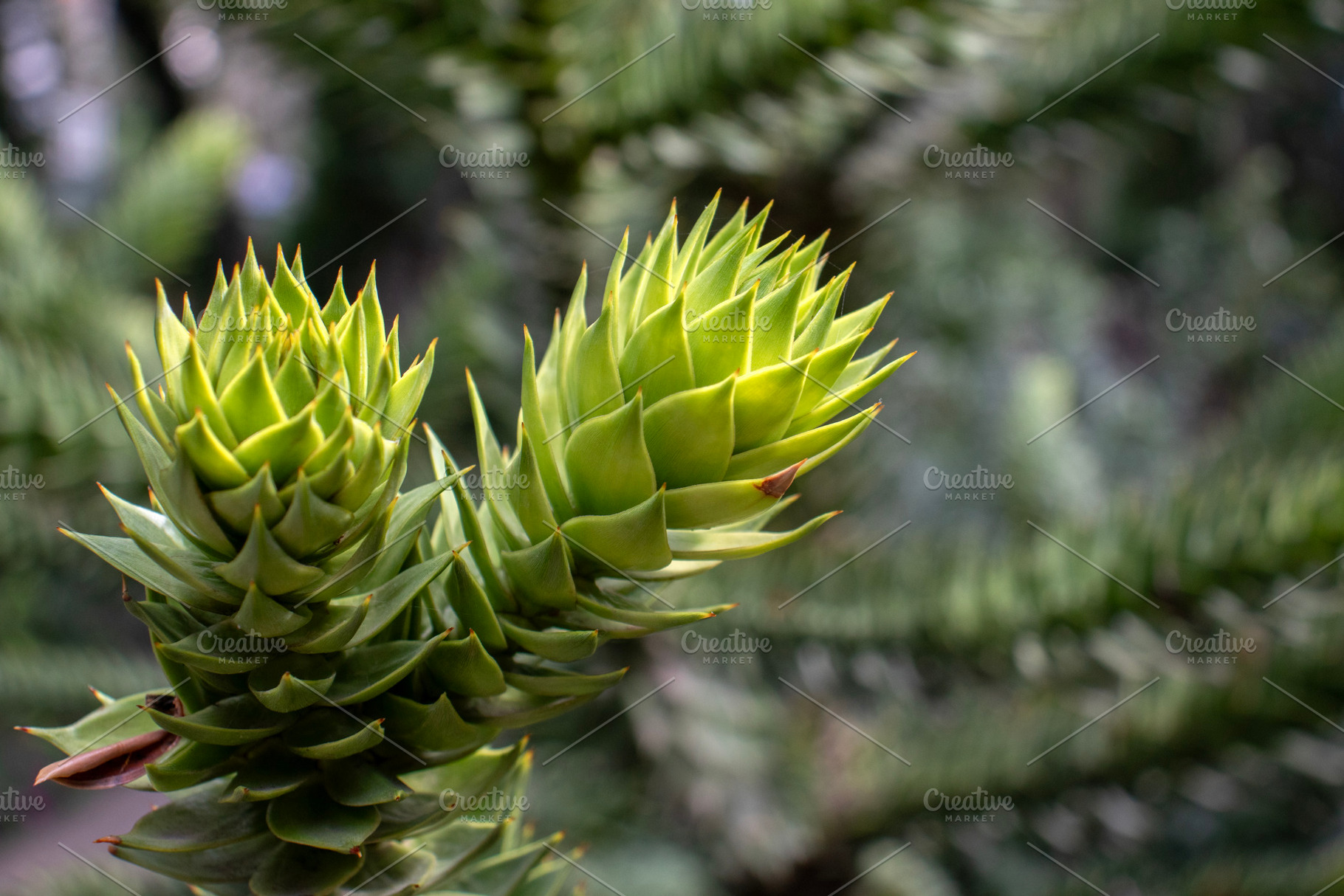 A close-up of a Araucaria araucana, a Nature Photo by Schreibikus