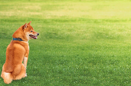 Shiba Inu dog walking outdoors in the park, an Animal Photo by oleghz