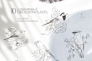 FOREST SONG birds sketches, an Animal Illustration by Yuliia Lashevska (Thumbnail 2 of 15)