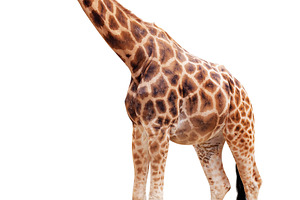Single giraffe in full growth cutout, an Animal Photo by UltraShop