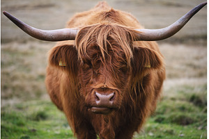 Portrait of Scottish Highland cow, an Animal Photo by den-belitsky