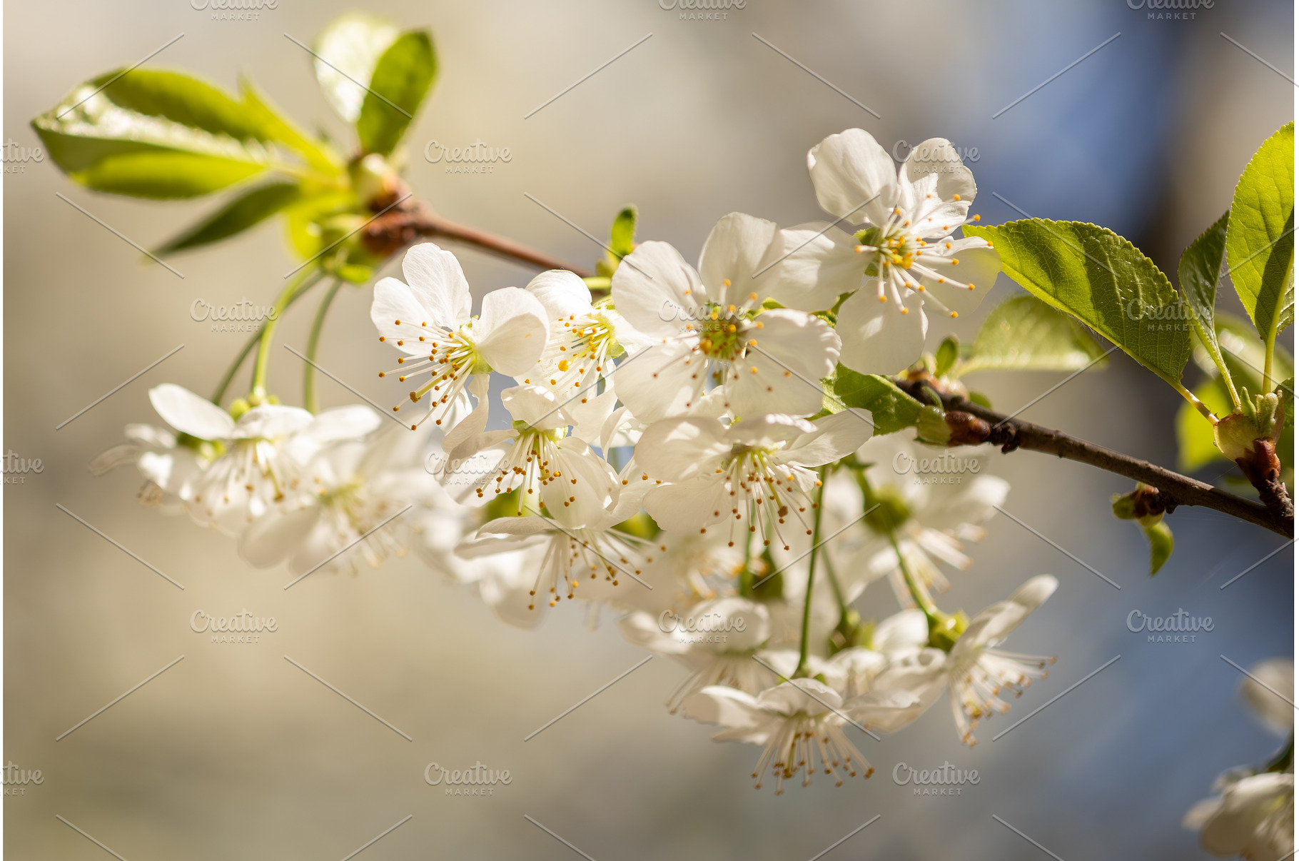 Blooming White Cherry Tree Branches, a Nature Photo by BeOGraphic