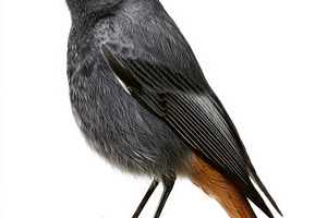 Black redstart perched on branch isolated on white background