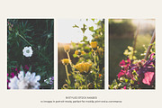 Garden Sunset | Photo Bundle, a Nature Photo by The Responsible Creatives (Thumbnail 7 of 11)