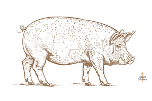 Pork, pig, hog, meat sketch, hand, a Food Illustration by Foxys Graphic