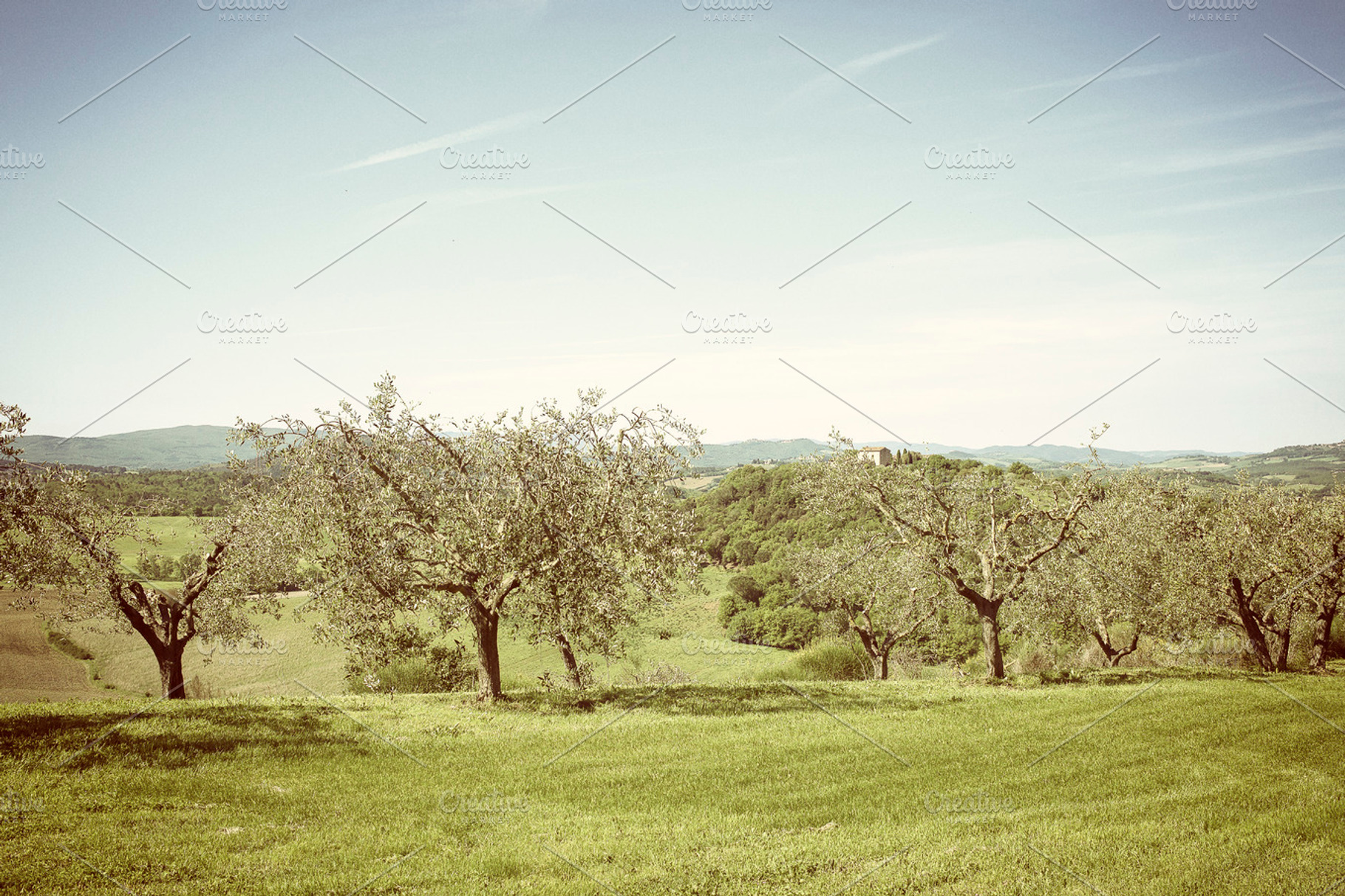 Olive Trees Stock Photo Containing Olive And Trees