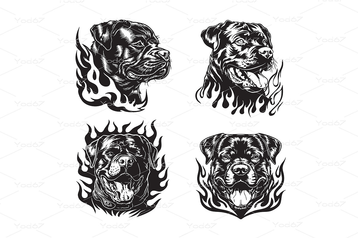 Vector of powerful Rottweiler dog, an Animal Illustration by yod67