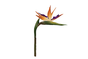 Bird of Paradise Illustration