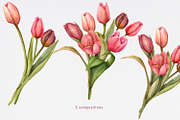 Tulips watercolor clipart, a Decorative Illustration by NatalieArtsDenysenko (Thumbnail 3 of 4)