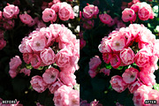 Rose Velvet Bloom Lightroom Presets, a Preset Add-On by AAA Presets (Thumbnail 5 of 12)