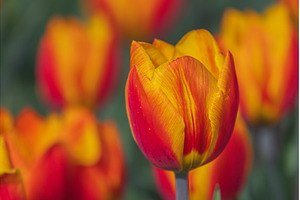 Bicolored red and yellow tulips in