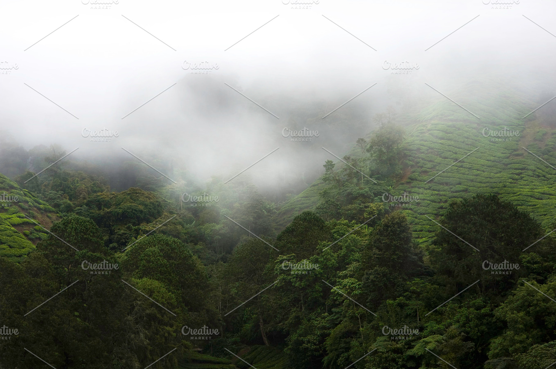 Cameron Highlands Containing Tea Green And Higlands