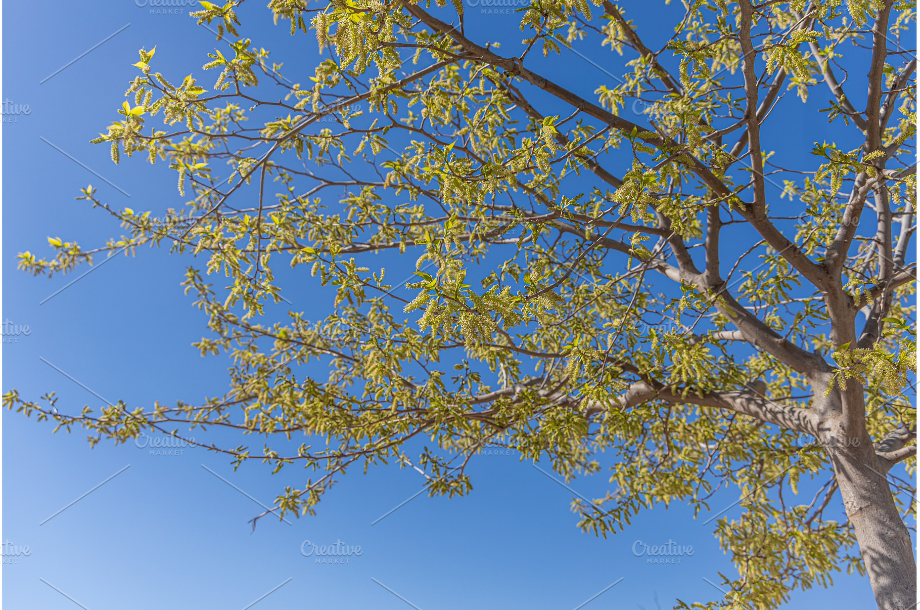 A beautiful mulberry tree with green, a Nature Photo by Illustrations&photos