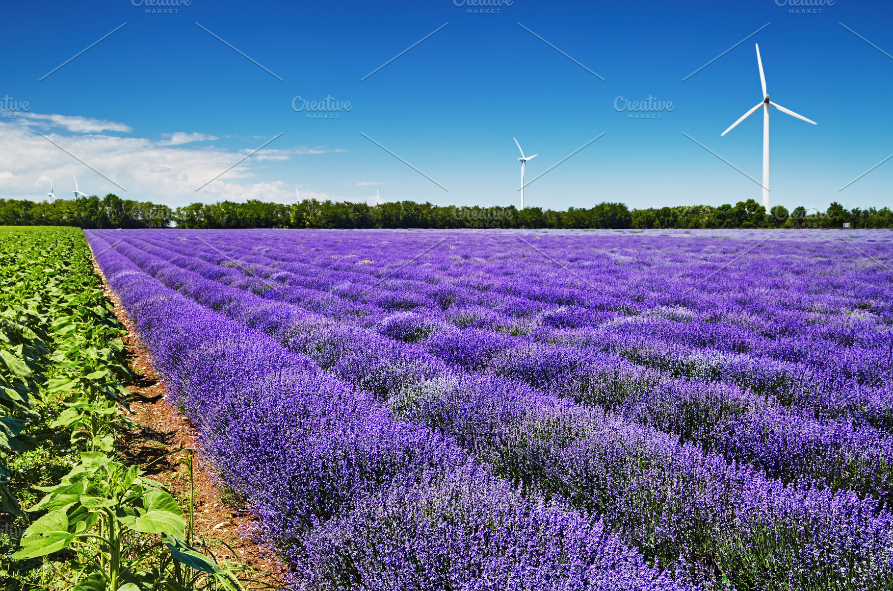 Blooming lavender field and wind tur, a Nature Photo by Shop Name
