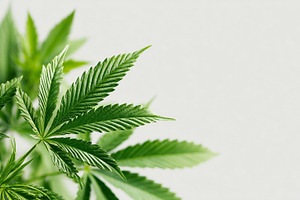 Green leaves of hemp on beige, a Nature Photo by MistyDay