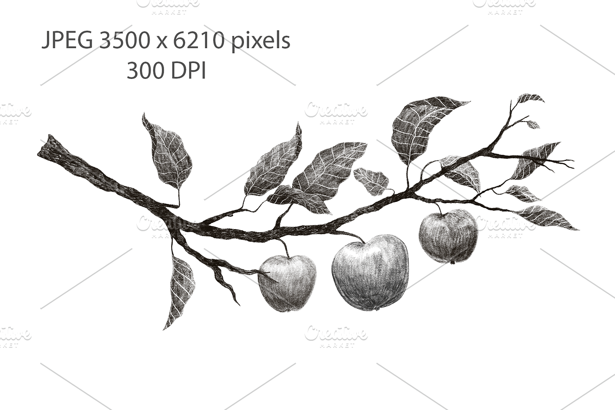APPLE TREE BRANCH Pencil Drawing, a Background Graphic by Nastya Draws (Photo 2 of 2)