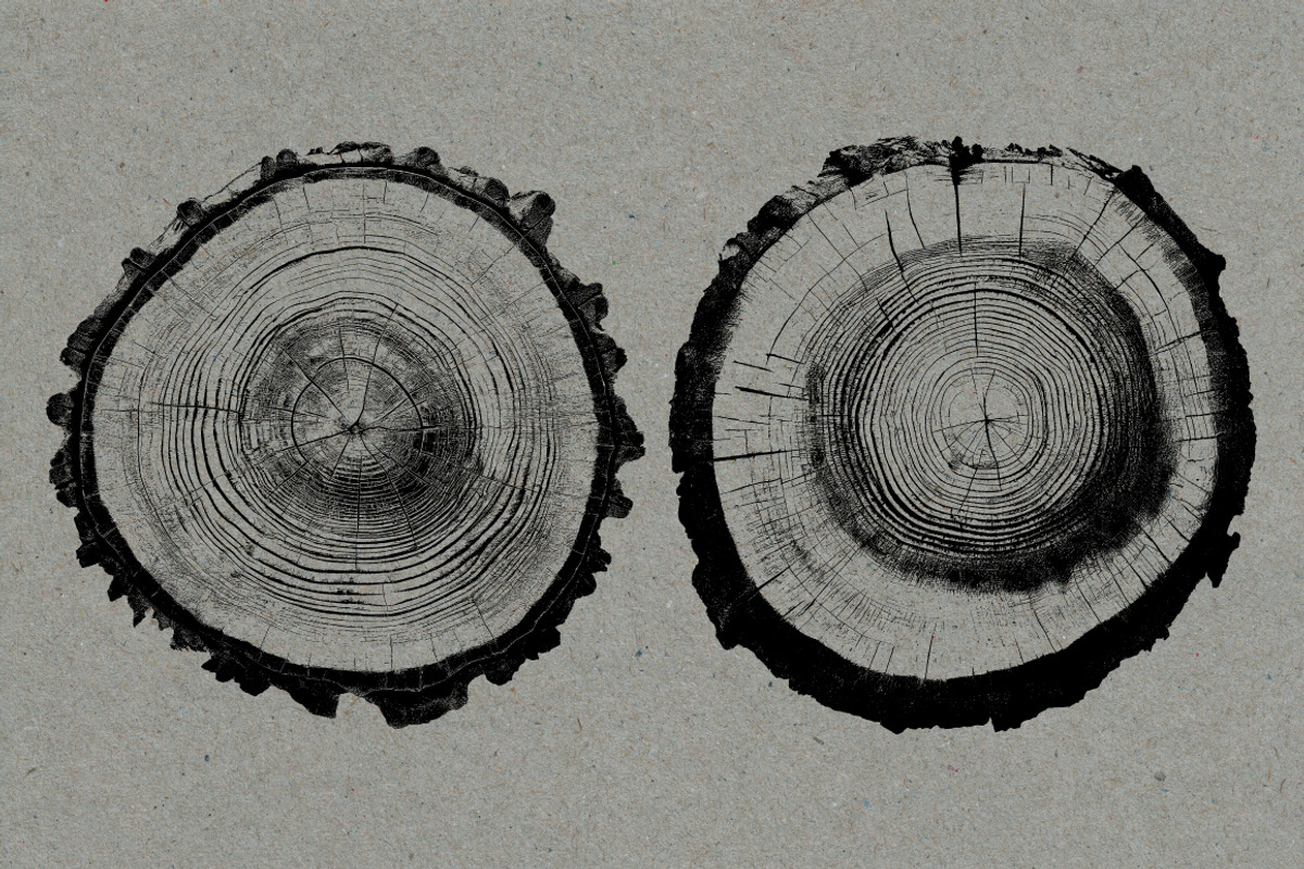 26 Large Tree Ring Textures, a Texture Graphic by Offset (Photo 8 of 16)