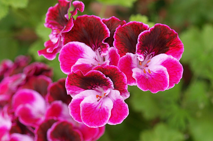 Saintpaulia Flower preview 6