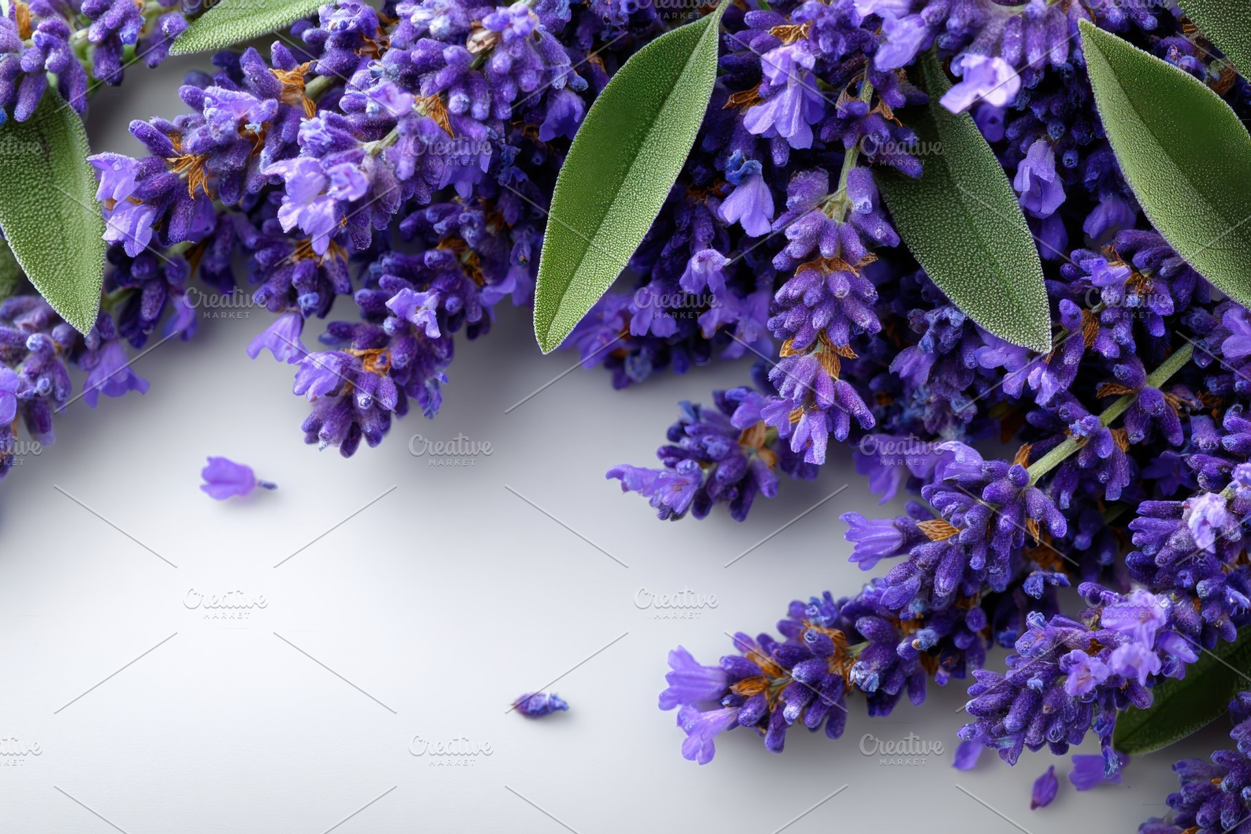 Fresh Lavender Flowers Border White, a Photo by Pixeness Studio