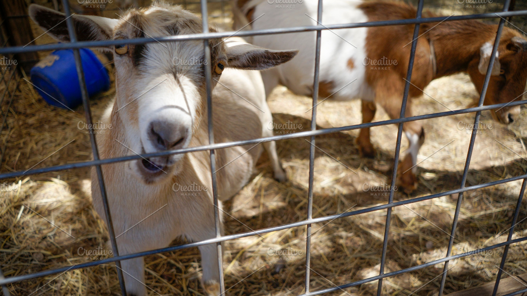 Hungry Goat