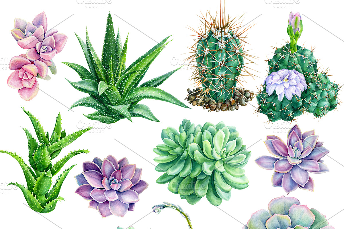 watercolor cacti and succulents, a Decorative Illustration by Hanna Hryharenka (Photo 3 of 9)