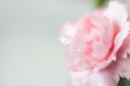 Pink flower featuring carnation, pink, and flower