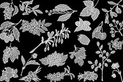 Vector berries, an Illustration by risovanya (Thumbnail 9 of 9)