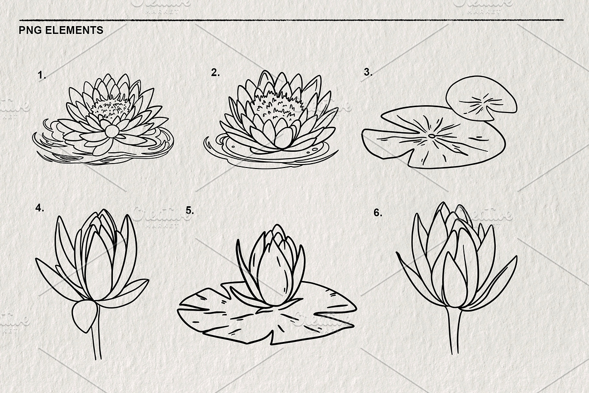 Set of water lilies and flowers PNG, a Decorative Illustration by LOKSKIH (Photo 3 of 10)