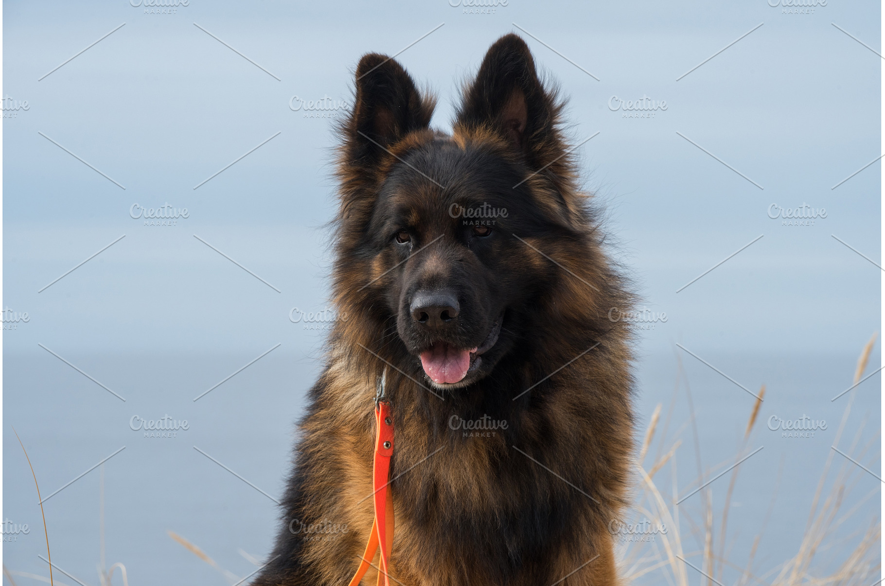 German Shepherd Dog on the beach at, an Animal Photo by COLORFUL