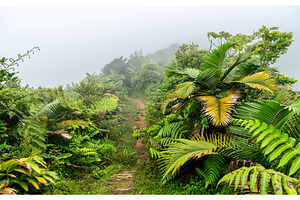 Hiking trail through lush tropical