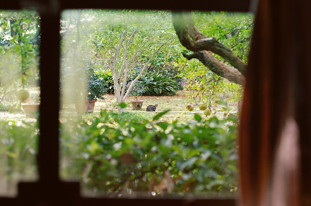 Beyond the window glass III