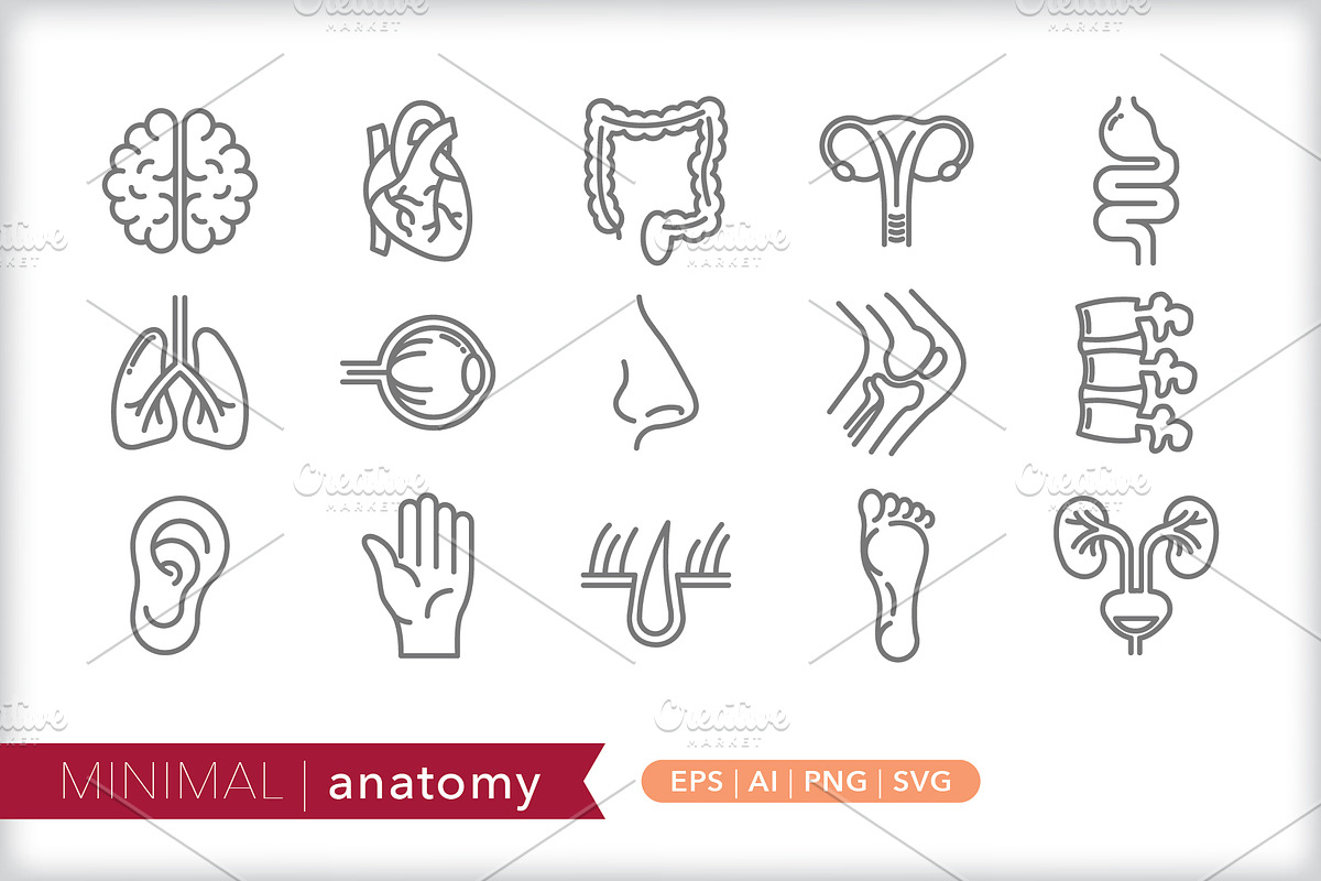 Minimal anatomy icons, an Outline Icon by Picture Window (Photo 1 of 5)